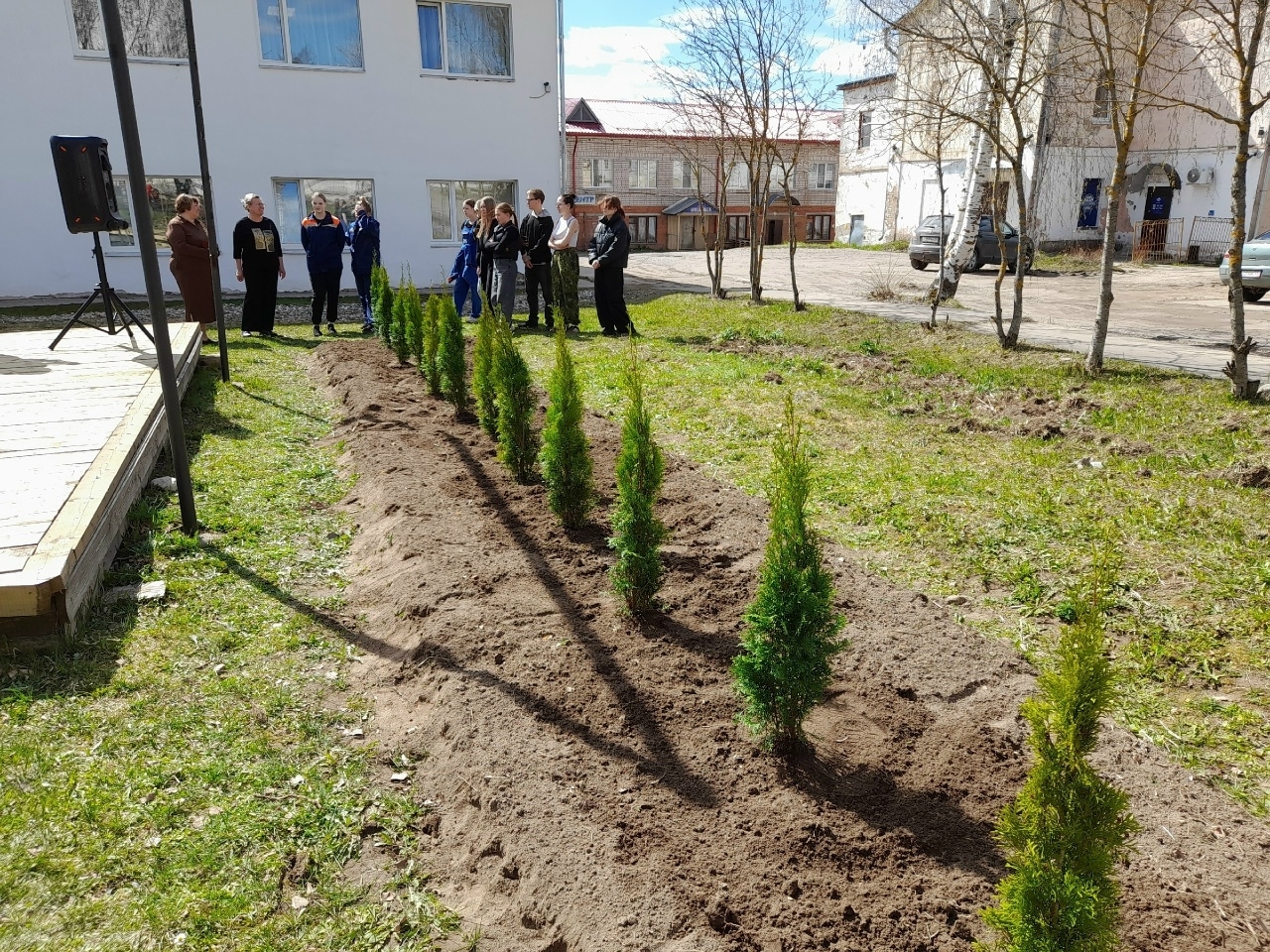 туевая аллея у библиотеки