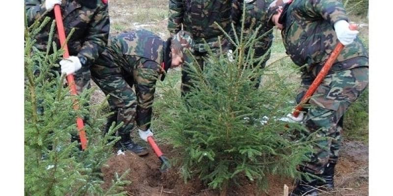 Лучшими государственными лесничествами Вологодской области стали Тотемское, Белозерское и Тарногское