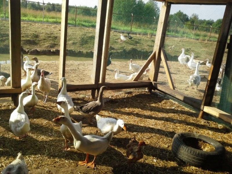 Программа «ПОДДЕРЖКА НАЧИНАЮЩИХ ФЕРМЕРОВ» в действии