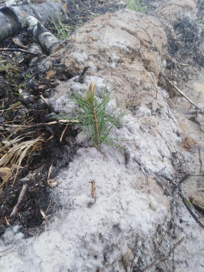 ЛЕСОВОССТАНОВЛЕНИЕ 1