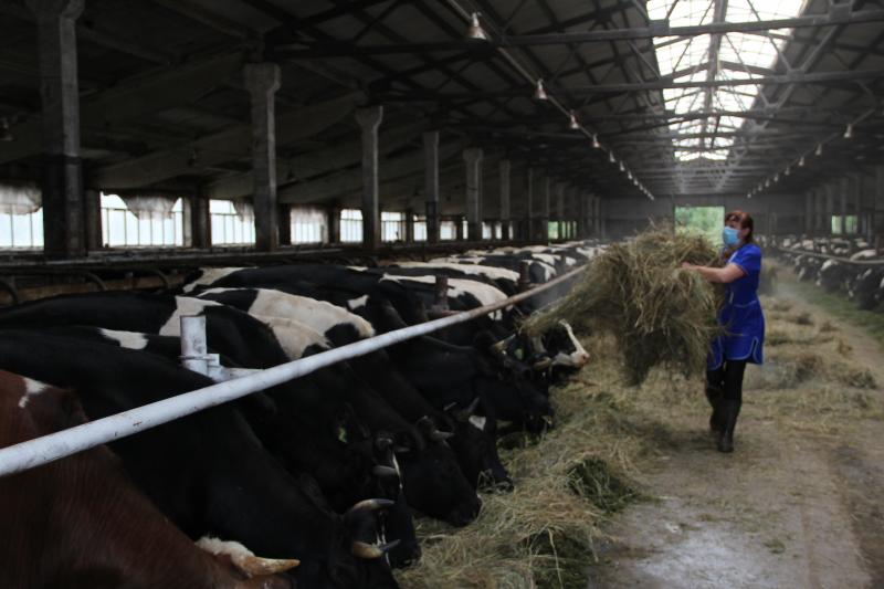 В сельхозпредприятии ООО «Нива» реализуется крупный инвестиционный проект