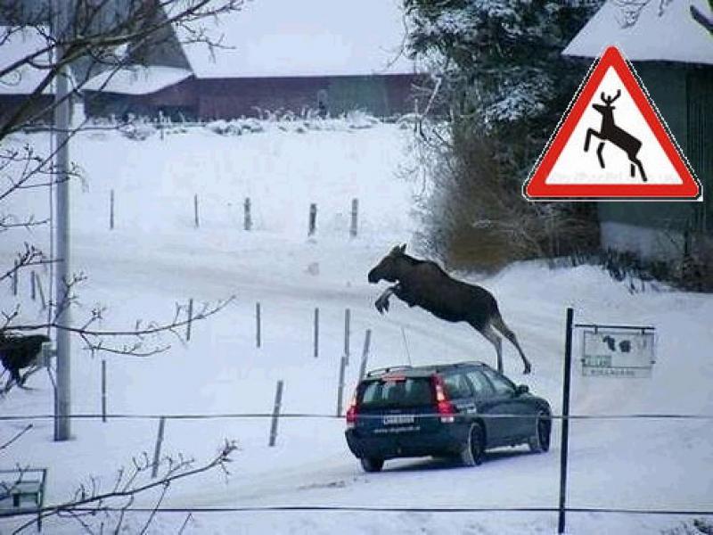 Это их территория