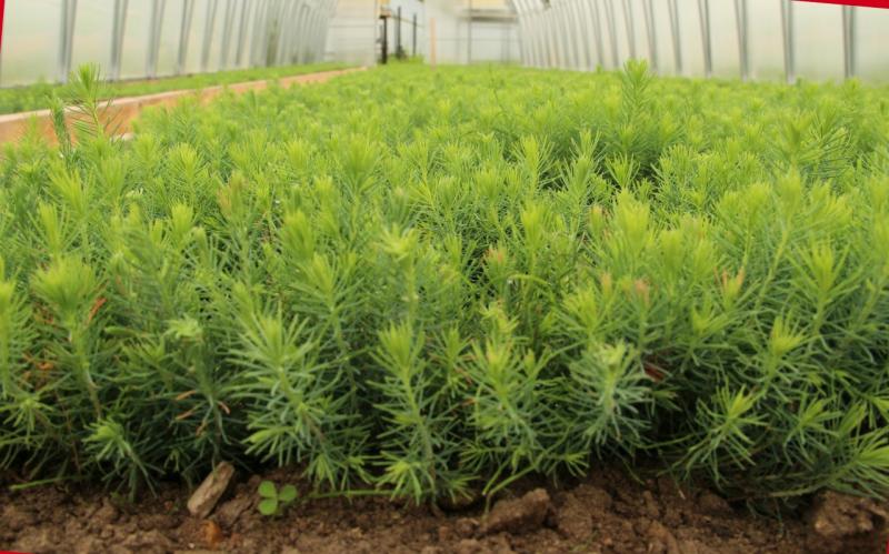 В области восстановят не менее 76,2 тысячи гектаров лесных площадей.