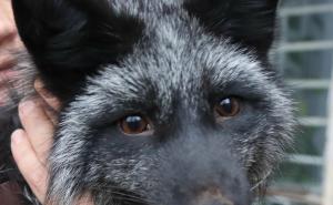 Тотемский Чёрный лис Фокси  на днях отметил День рождения.