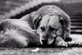 ЕР ДОБИЛАСЬ ПРИНЯТИЯ ЗАКОНА О ЗАЩИТЕ ЖИВОТНЫХ