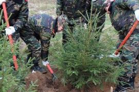 Лучшими государственными лесничествами Вологодской области стали Тотемское, Белозерское и Тарногское