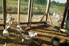 Программа «ПОДДЕРЖКА НАЧИНАЮЩИХ ФЕРМЕРОВ» в действии