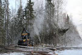 В чуриловских лесах Тотемского района возобновилась заготовка леса
