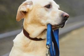 Каждый из нас, выбирая в члены семьи питомца, берёт на себя большую ответственность. К сожалению, хозяева об этом нередко забывают и относятся к его содержанию спустя рукава. 