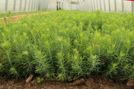 В области восстановят не менее 76,2 тысячи гектаров лесных площадей.