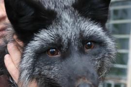 Тотемский Чёрный лис Фокси  на днях отметил День рождения.